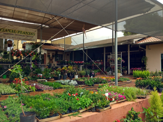 Pantanal-Plantas-3