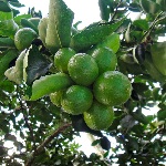 Laranjas